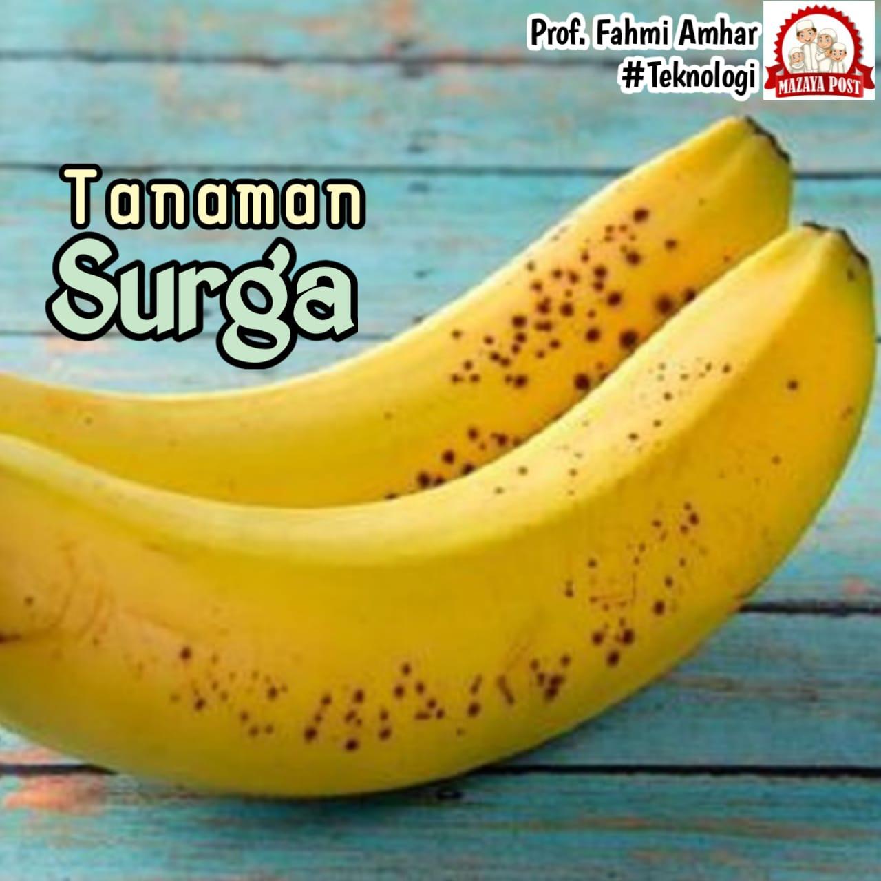 Tanaman Surga - Mazaya Post